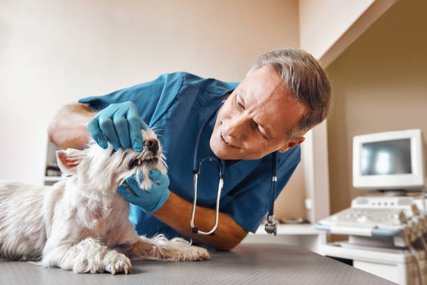 Best Emergency Dental Care for Sports Injuries in Kamas, UT